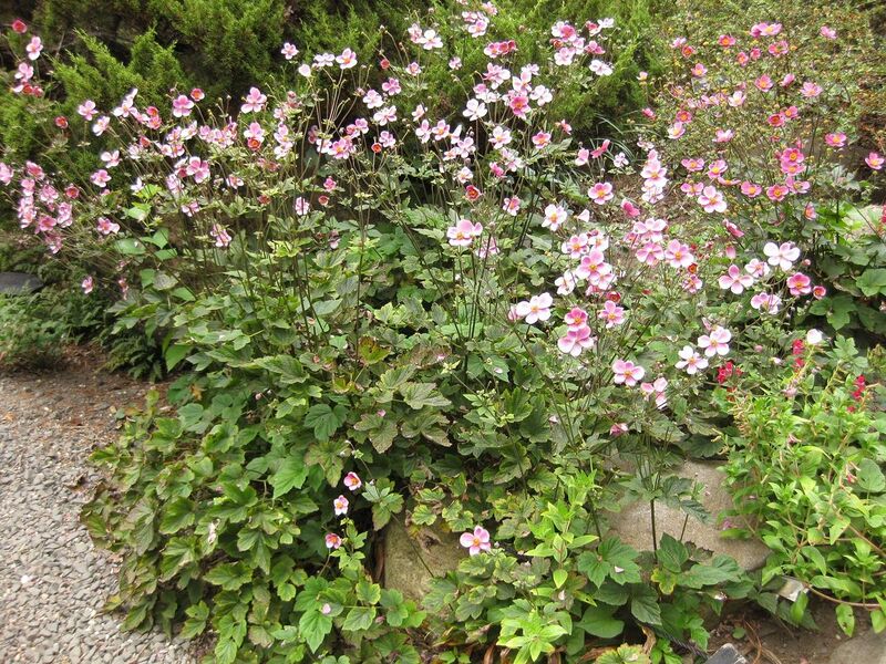 File:1280px-IMG 1392 bbg09.jpg