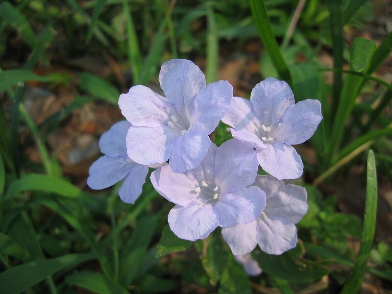 File:1280px-Wild Petunia Flower 4.jpg