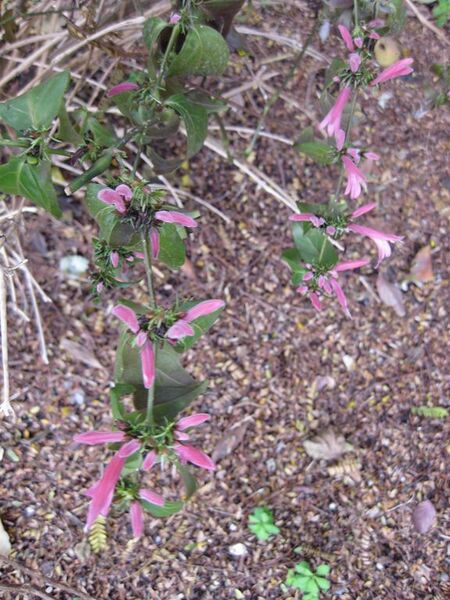 File:576px-IMG 5030 hunt0904.jpg