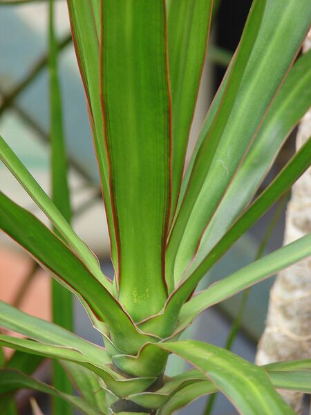 File:768px-Starr 070906-8675 Dracaena marginata.jpg