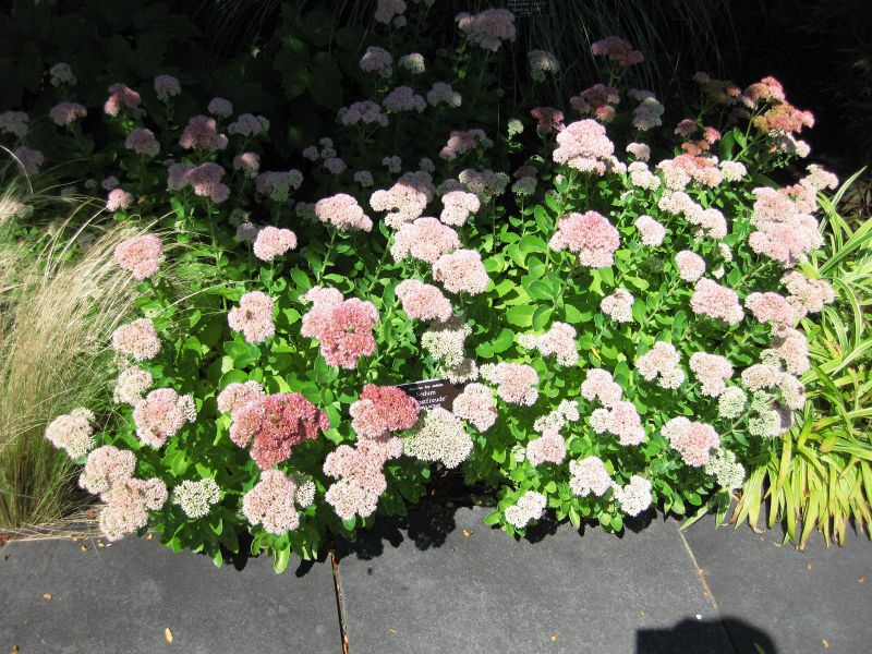 File:IMG 0058 nybg09.jpg