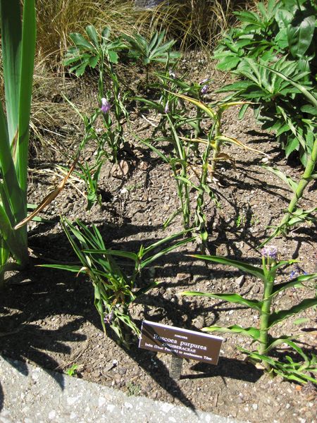 File:IMG 0273 nybg09.jpg