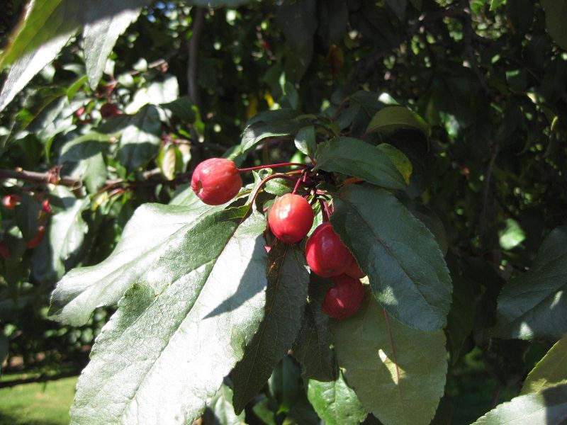 File:IMG 0441 nybg09.jpg