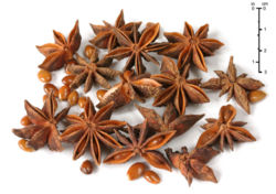 Star anise fruits (Illicium verum)