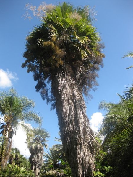 File:IMG 2073 hunt0903.jpg