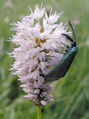 Thumbnail for version as of 17:01, 13 September 2007