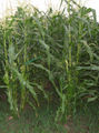 Thumbnail for version as of 15:38, 13 September 2007