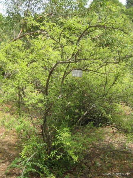 File:Osteomeles anthyllidifolia-IMG 3191 lokrun.jpg