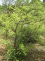 osteomeles anthyllidifolia