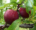 Thumbnail for version as of 16:02, 17 September 2007
