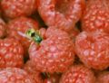 Raspberries and a wasp