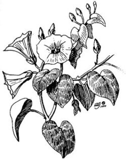 Rivea corymbosa flowers