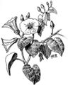 Thumbnail for version as of 09:07, 30 October 2007