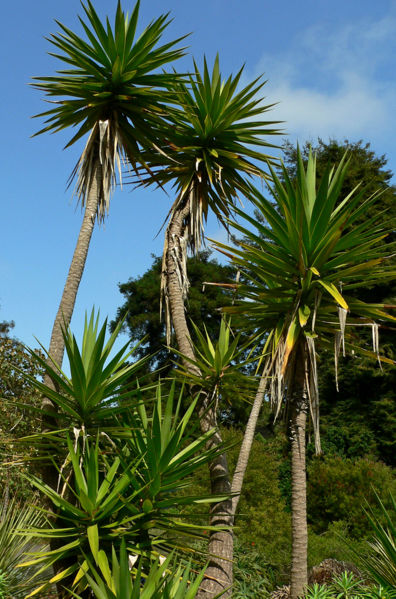 File:Yucca aloifolia 4.jpg