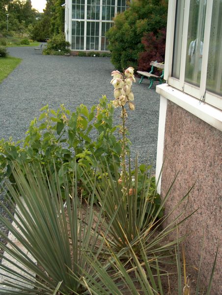 File:Yucca glauca Sinijukka VII08 H6193.jpg