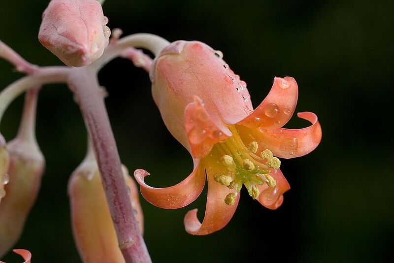 File:1024px-Cotyledon orbiculata 3.jpg