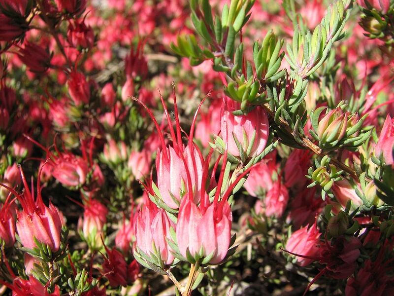 File:1024px-Darwinia taxifolia subsp macrolaena.jpg