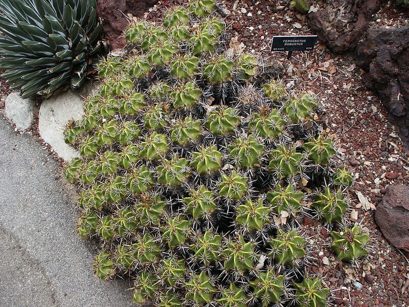 File:1024px-Ferocactus Robustus, Huntington.jpg
