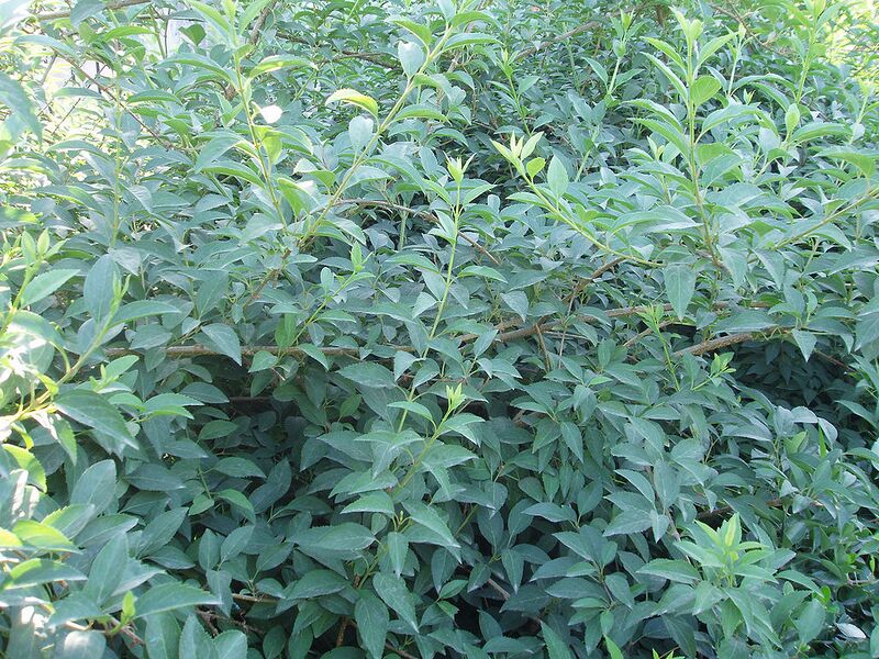 File:1024px-ForsythiaViridissima.jpg