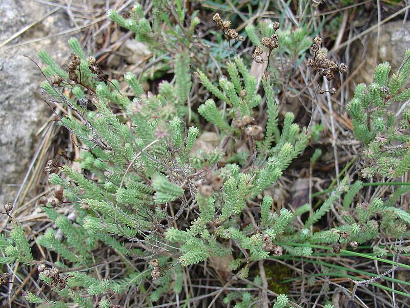 File:1024px-Hypericum ericoides fruto.jpg