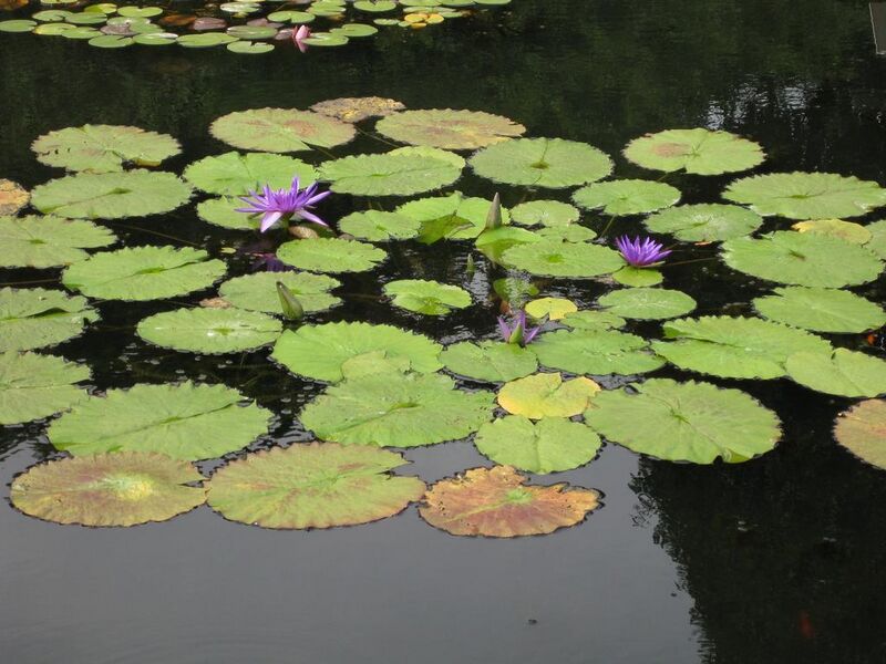 File:1024px-IMG 0756 bbg09.jpg