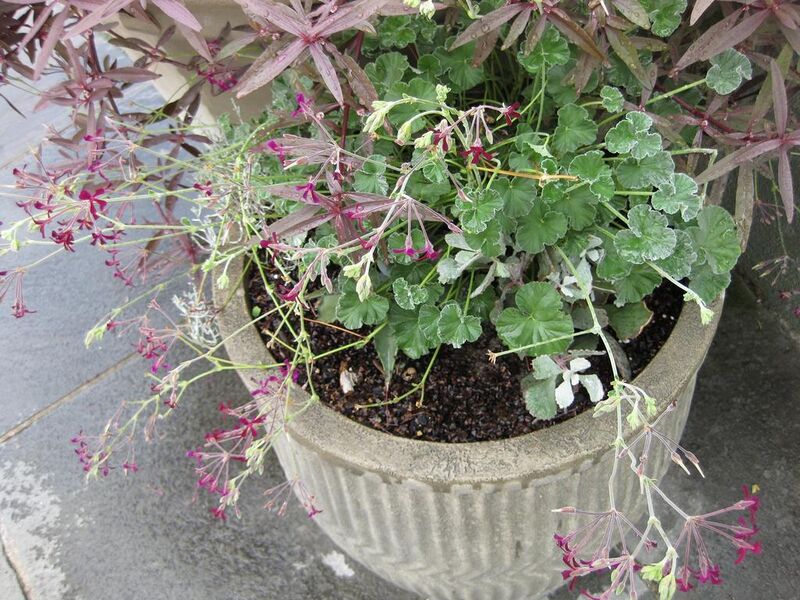 File:1024px-IMG 0832 bbg09.jpg