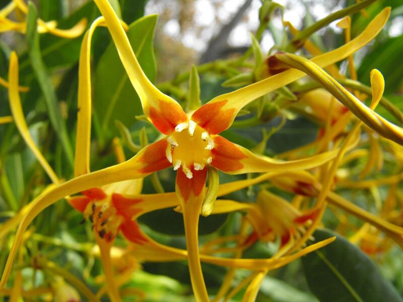 File:1024px-Strophanthusspeciosus.jpg