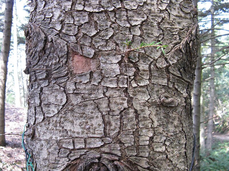 File:1280px-Abies firma1.jpg