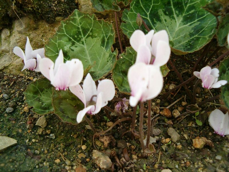 File:1280px-Cyclamen graecum FlowersLeaves BotGardBln0906a.jpg