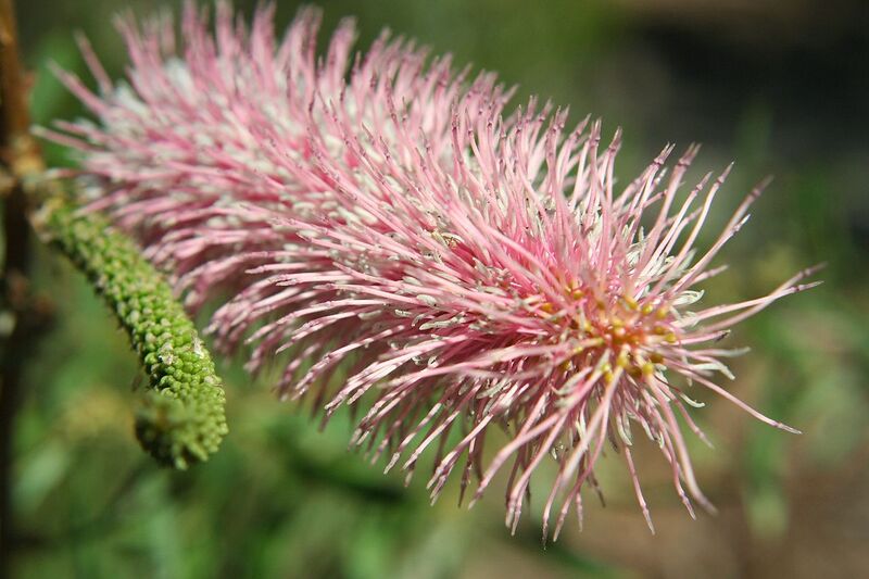 File:1280px-Grevillea petrophiloides.jpg