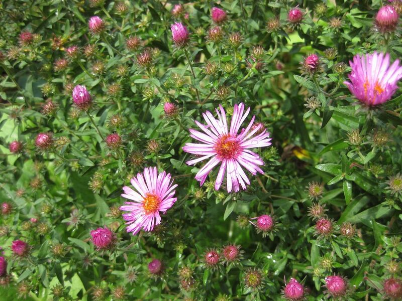 File:1280px-IMG 0672 bbg09.jpg