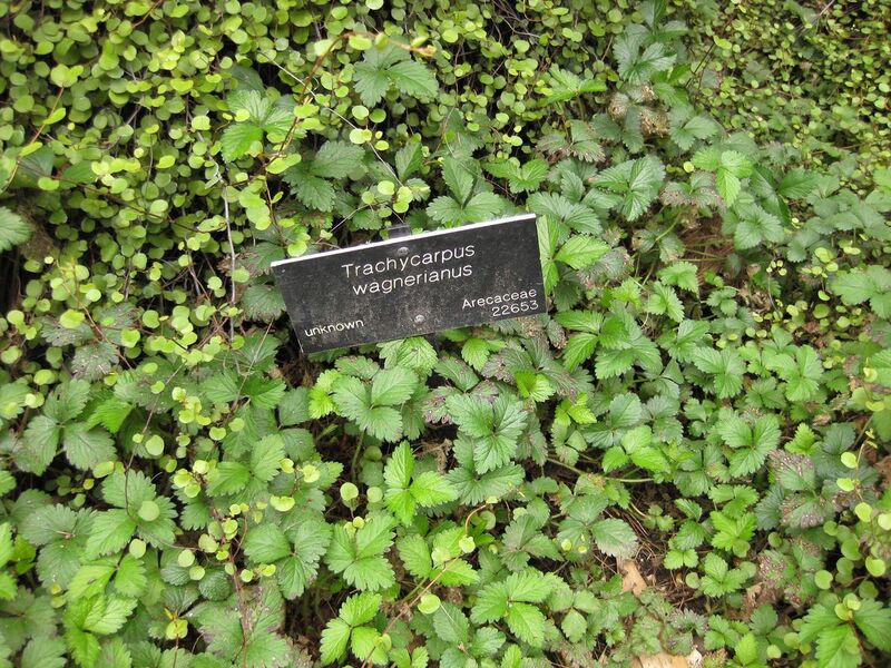 File:1280px-IMG 4009 hunt0904.jpg