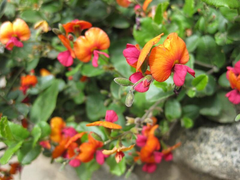 File:1280px-IMG 4545 hunt0904.jpg