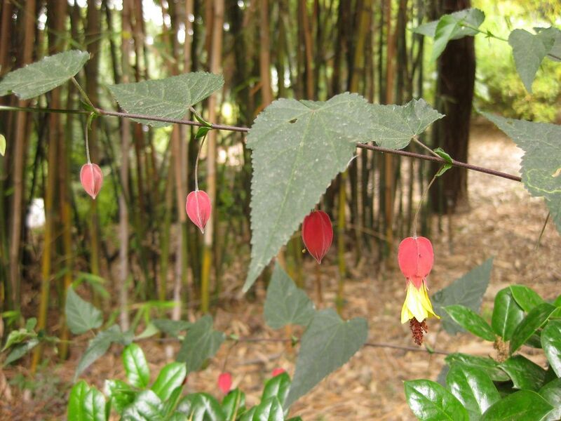 File:1280px-IMG 7224 hunt09jun.jpg