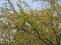 Thumbnail for version as of 10:22, 29 April 2025