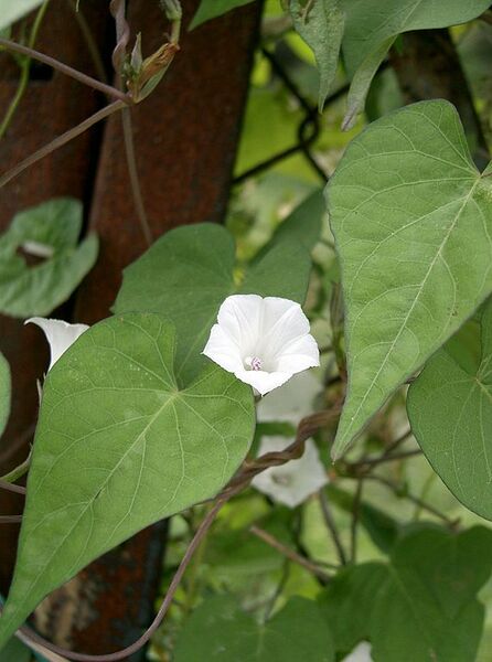 File:571px-Ipomoea lacunosa1.jpg