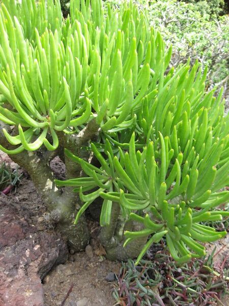 File:576px-IMG 4312 hunt0904.jpg