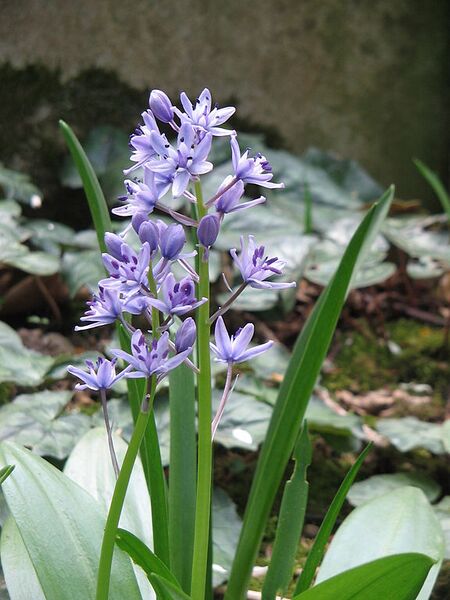 File:576px-Scilla lilio-hyacinthus01.jpg