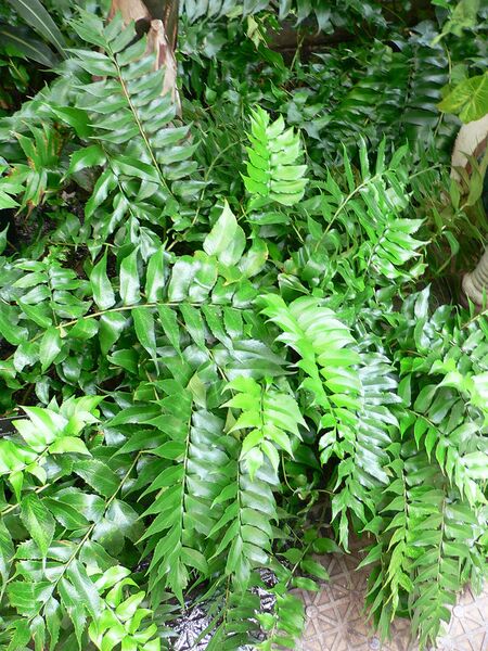 File:768px-Cyrtomium falcatum2.jpg