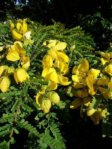 File:768px-Senna polyphylla.jpg