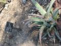 Aloe sinkatana