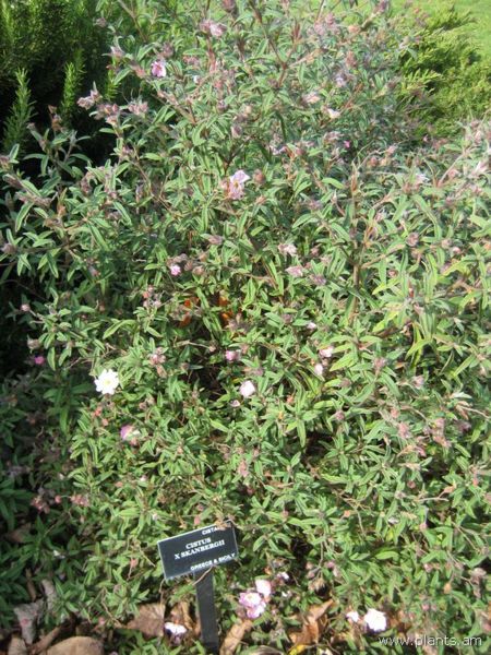 File:Cistus-x-skanbergii-IMG 7325 sfbg0308.jpg