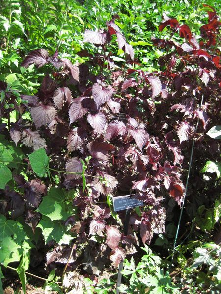 File:IMG 0133 nybg09.jpg