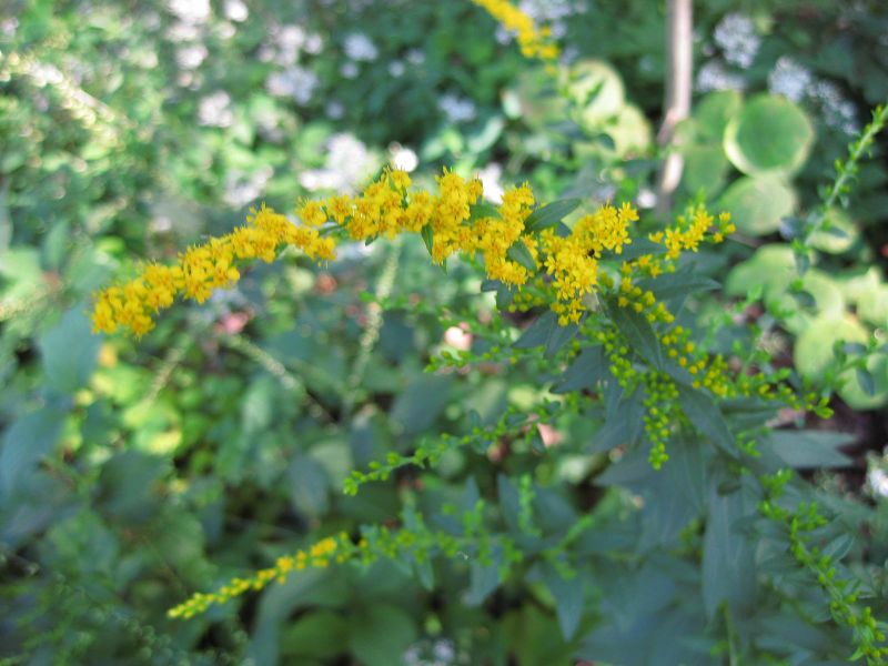 File:IMG 0357 nybg09.jpg