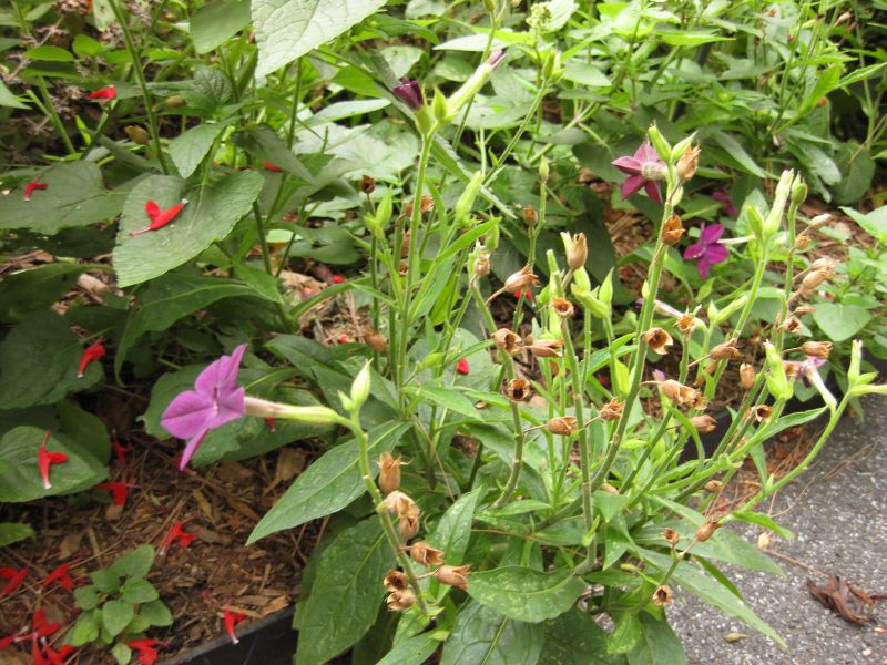 File:IMG 1456 bbg09.jpg