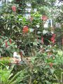 Thumbnail for version as of 05:29, 24 November 2009