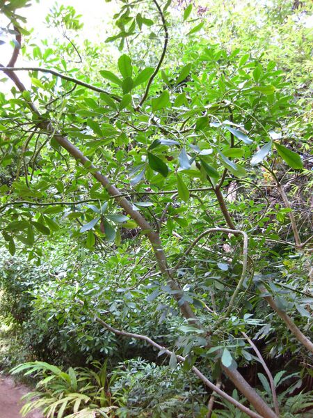 File:Ohblohsjidrcbhphtsg9c44w3gmksi4.jpg