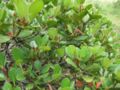 raphiolepis umbellata var. ovata