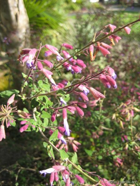 File:Salvia semiatrata-IMG 7508 sfbg0308.jpg