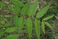 Leaf (unusual specimen with terminal leaflet)